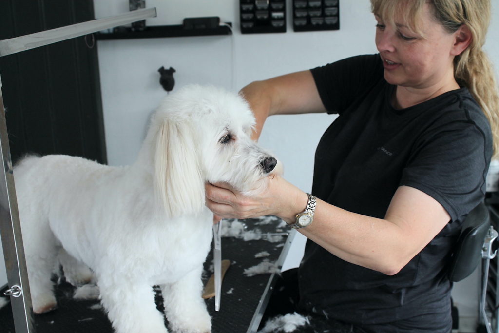 Hundesalon – Søndergade 1E, 4130 Sjælland